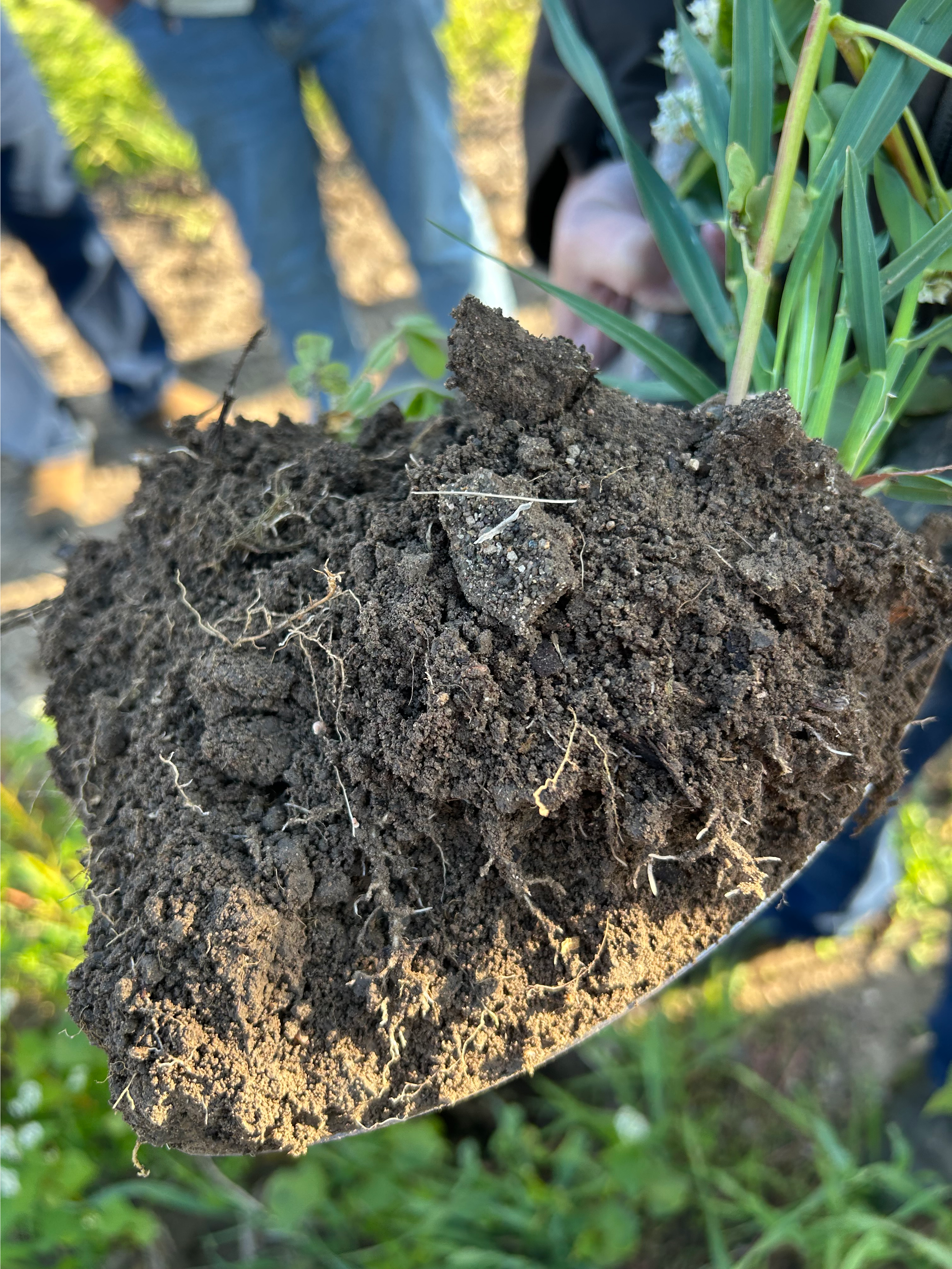 A close up of a clump of soil.